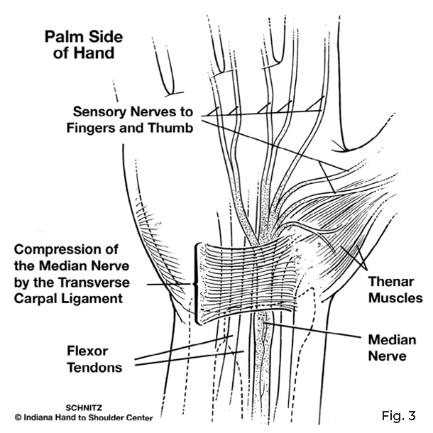  thenar muscles