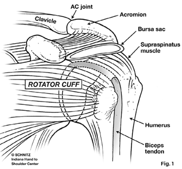 diagram of rotator cuff