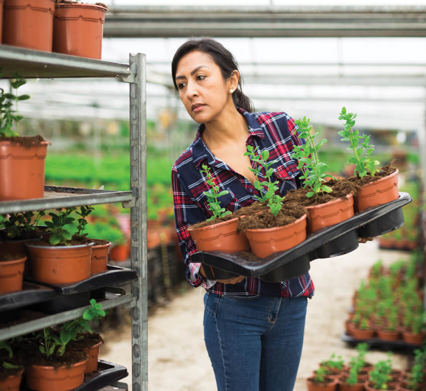 Female holding tray of spearmint in a greenhouse