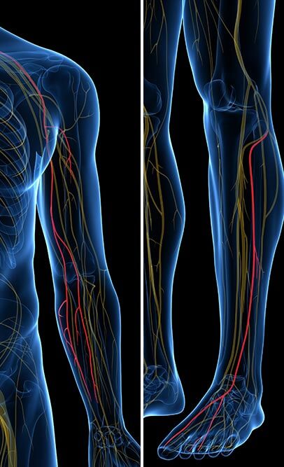 Nerves in upper and lower extremities illustration